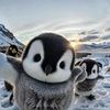 raymondpenguin1
